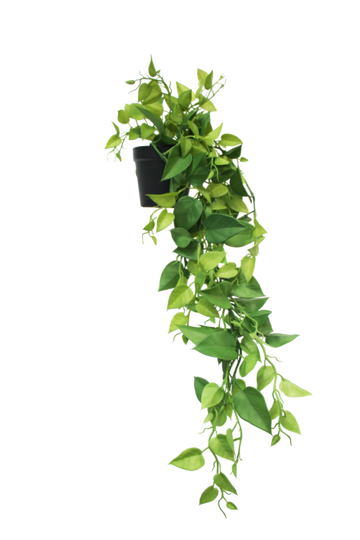 This trailing potted Hanging Heart Leaf Philodendron is a beautiful replica of the real thing