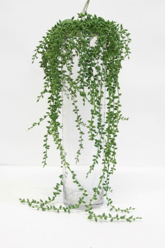 Resembling a necklace of pearls, this classic String of pearls greenery is sure to bring a touch of sophistication to every lazy gardener’s hom