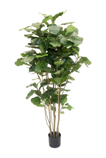 Potted Fiddle Tree