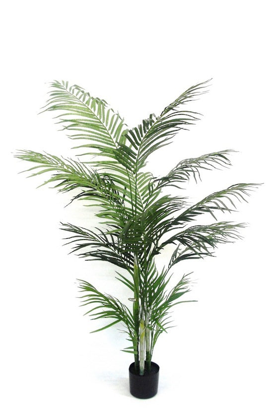 At a  majestic height of 1.2m the Potted Areca Palm infuses your interior with the dreamy feels of the tropics.