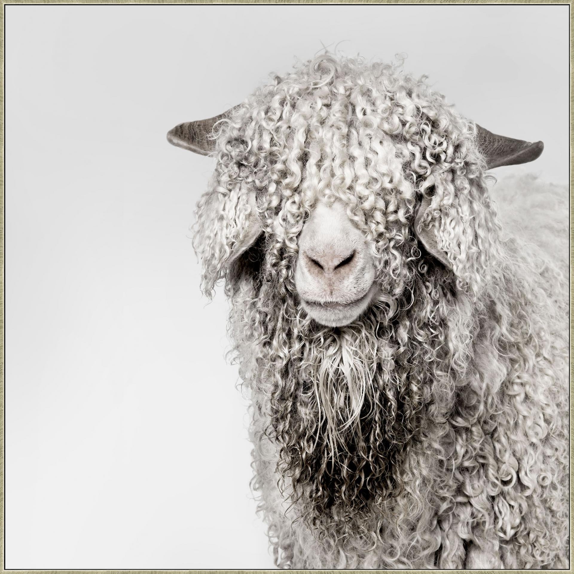 Wall Art featuring a Shaggy Sheep, from Chambers Design