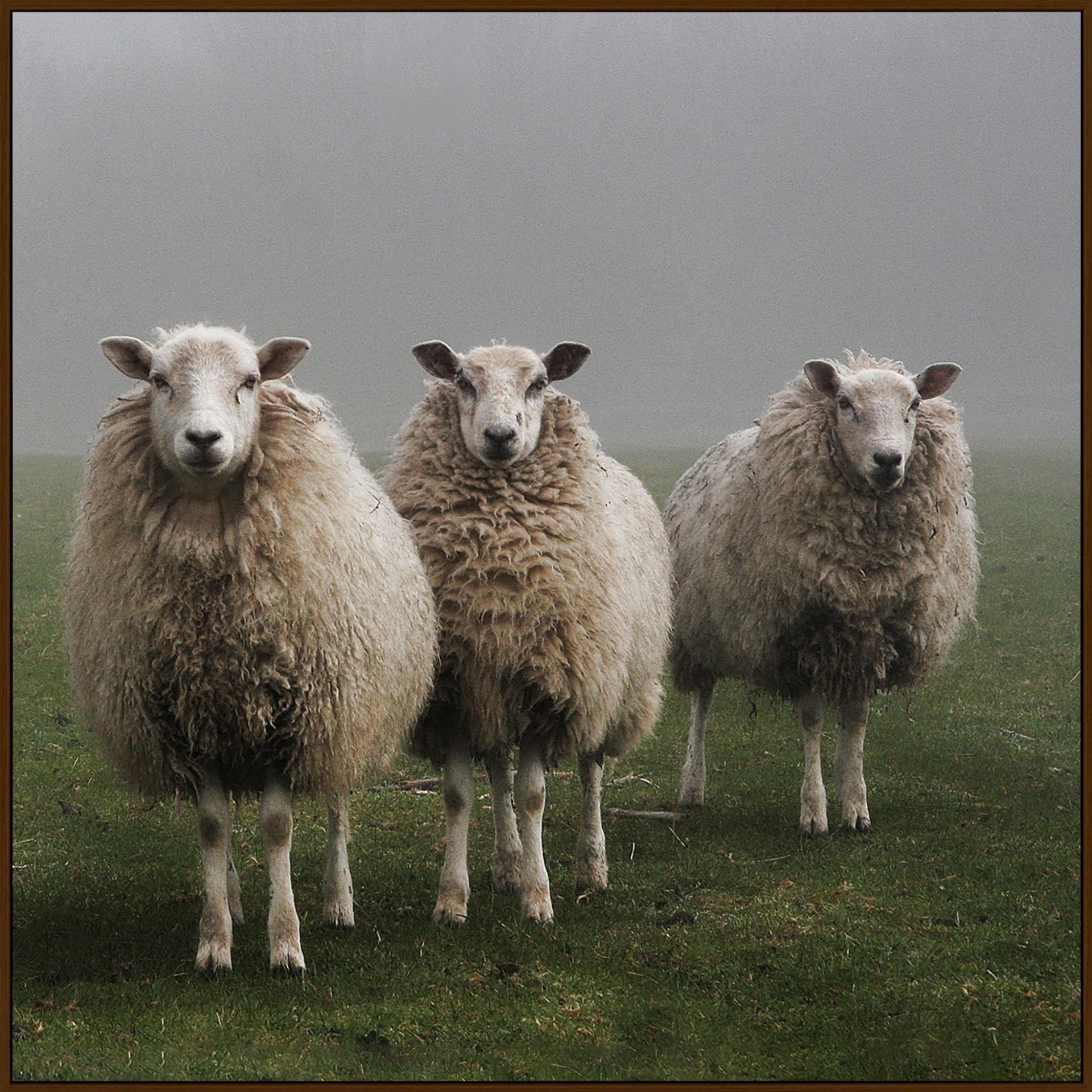 Wall art featuring sheep in a green paddock, from Chambers Design